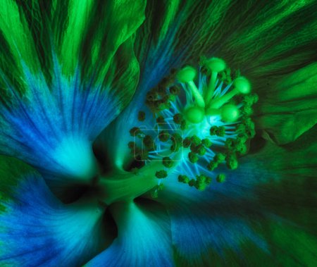 Surrealistic fine art still life floral hibiscus blossom macro of the inner of a single isolated bloom in vibrant green and blue neon pop art color painting style