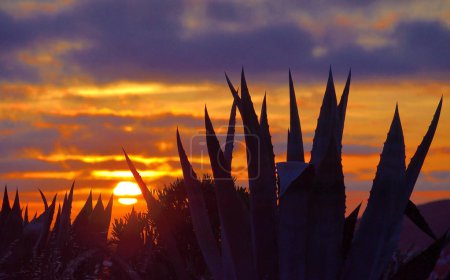 Backlit agave plants in foreground and covered sky with sun among clouds at dawn 