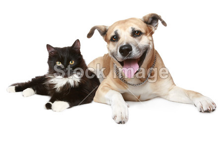 Close-up portrait of a cat and dog