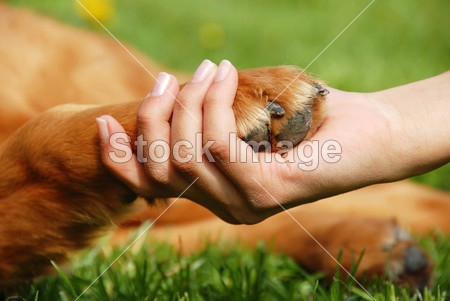 Dog paw and hand shaking