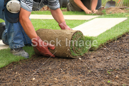 Laying sod for new lawn