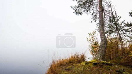 Autumn landscape. Morning fog, swamp and forest in the background. Cenas tirelis, Latvia