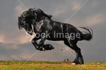 Black friesian stallion gallop in sunset