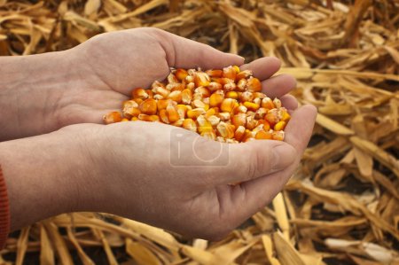 Corn seeds in a female hands.