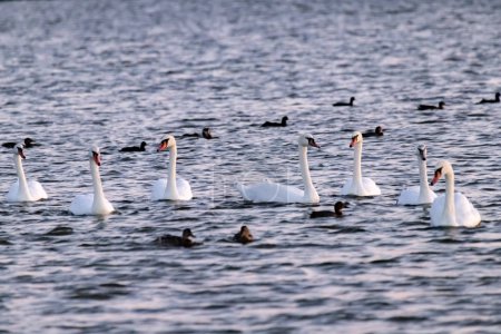 Flock of white swans and bald ducks on the lake