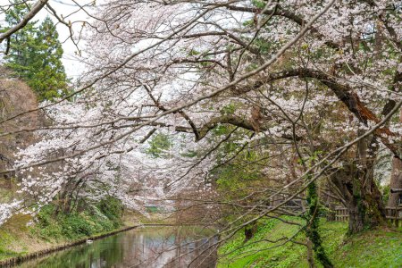 Hirosaki Park cherry blossoms in springtime season sunny day morning. Beauty full bloom pink sakura flowers at inner moat. Aomori Prefecture, Tohoku Region, Japan