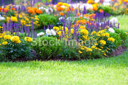 Multicolored flowerbed on a lawn