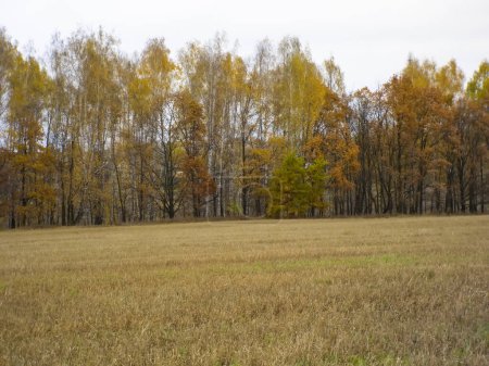 mowed field on a cloudy autumn day, Russia