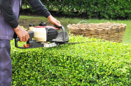 A gardener trimming hedge with trimmer machine