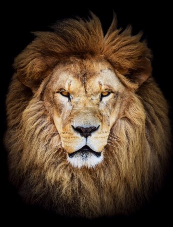 Portrait of huge beautiful male African lion against black backg