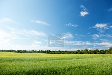 Oat field and sunny sky