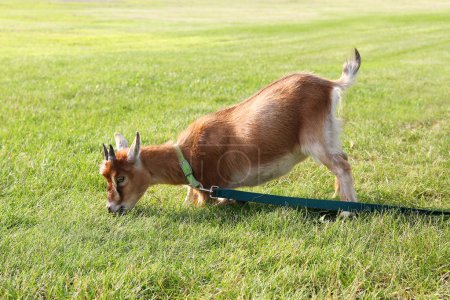 Hungry Pet Goat Pulling on Leash