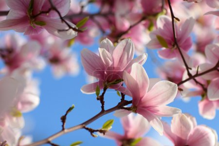 Magnolia flowers closeup
