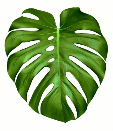 Monstera leaf.