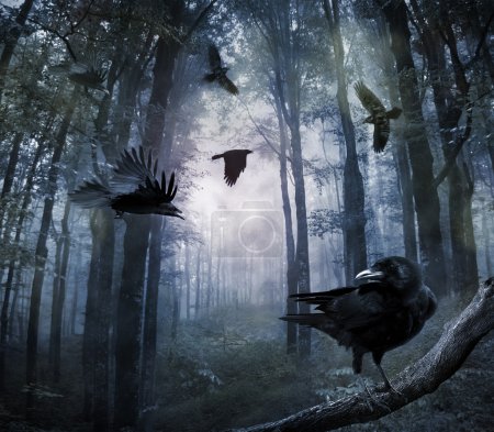 Crows in the forest