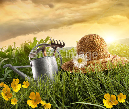 Water can and straw hat laying in field of corn