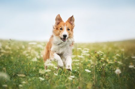 Red border collie dog running in a meadow