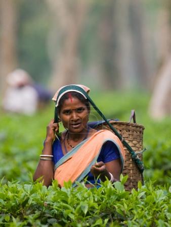 Woman on tea plantation