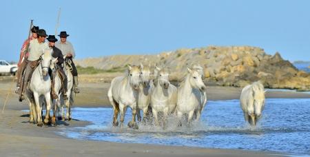 Running White horses of Camargue