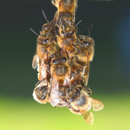 closeup of bees hanginng on honeycomb