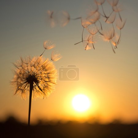 Dandelion against the backdrop of the setting sun
