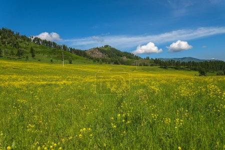 wild flowers meadow mountains 