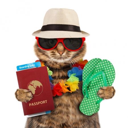 Cat with passport and airline ticket