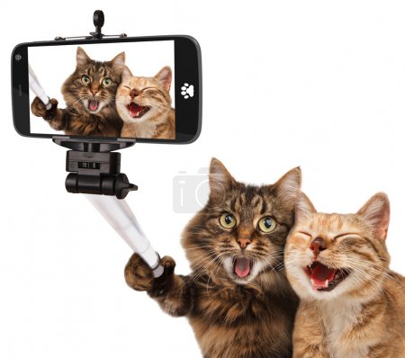 Funny cats - Self picture.