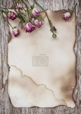 Dry roses on the old paper and wooden background