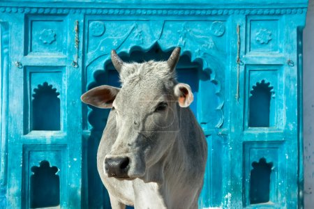 Indian holy cow