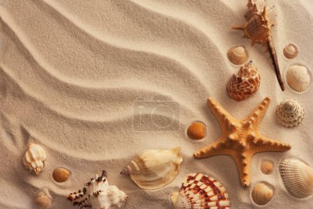 Sea shells with sand