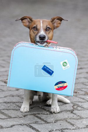 Dog with a bag