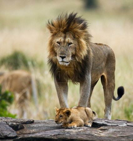 Big lion with lion cub